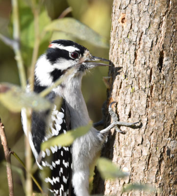 Photo of Downy Woodpecker Rattray October on naturalcrooksdotcom