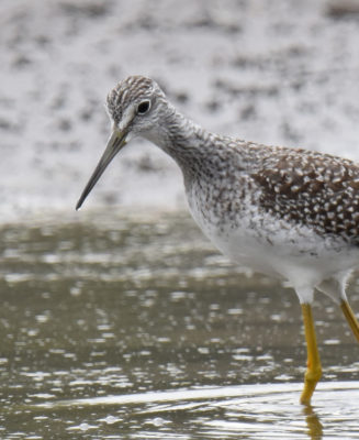 Photo of Greater Yellowlegs Looking For Food on naturalcrooksdotcom
