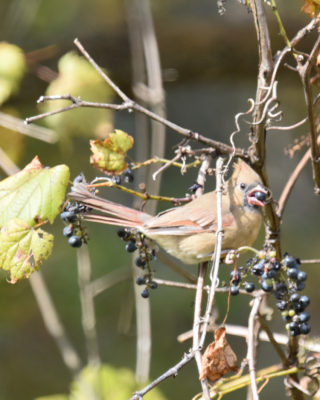Photo of Northern Cardinal Female Eating Grape on naturalcrooksdotcom