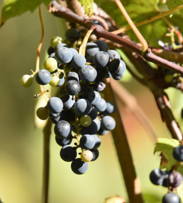 Photo of Riverbank Grapes Ripening on naturalcrooksdotcom