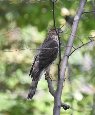 Photo of Sharp-shinned Hawk Juvenile on naturalcrooksdotcom