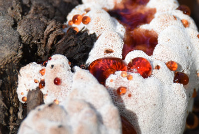 Photo of Strawberries Cream Fungus End View on naturalcrooksdotcom