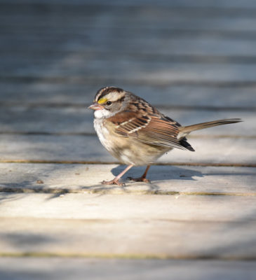 Photo of White-throated Sparrow on the Boardwalk on naturalcrooksdotcom