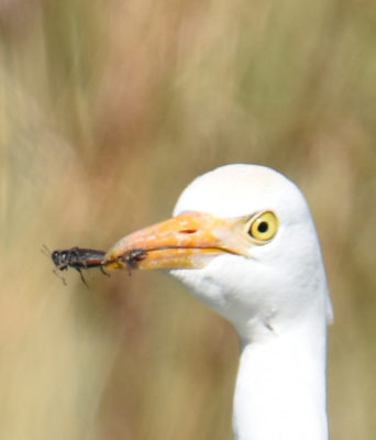 Photo of Cattle Egret Closeup With Grasshopper on naturalcrooksdotcom