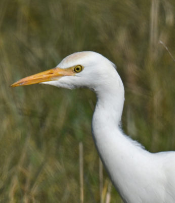 Photo of Cattle Egret Rusty Patch on Head on naturalcrooksdotcomshadows25