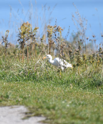 Photo of Cattle Egret in Goldenrod on naturalcrooksdotcom