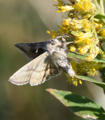 Photo of Moth on Goldenrod on naturalcrooksdotcom