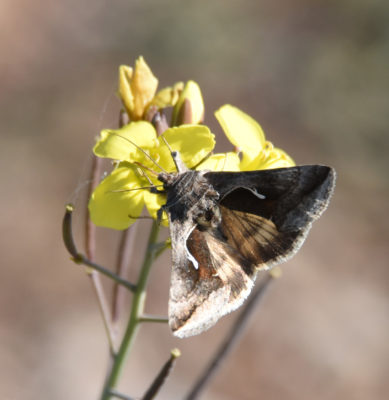 Photo of Moth on Possible Mustard on naturalcrooksdotcom
