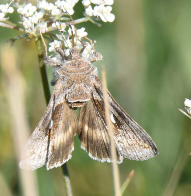 Photo of Moth on Queen Annes Lace on naturalcrooksdotcom