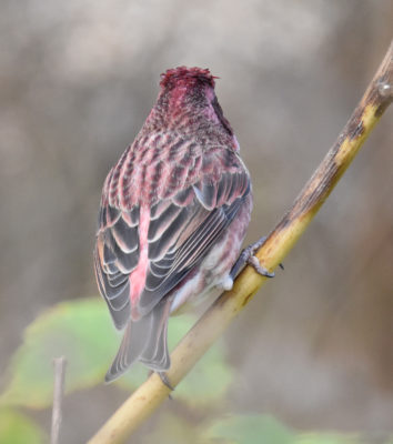 Photo of Purple Finch Male Back View on naturalcrooksdotcom