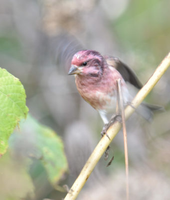 Photo of Purple Finch Male Front on naturalcrooksdotcom