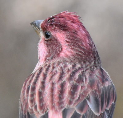 Photo of Purple Finch Male Head Shoulders on naturalcrooksdotcom