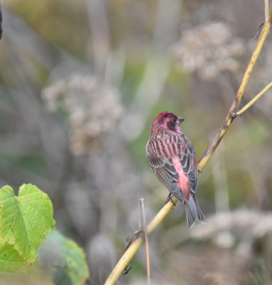 Photo of Purple Finch Male in Cow Parsnip Patch on NaturalCrooksDotCom