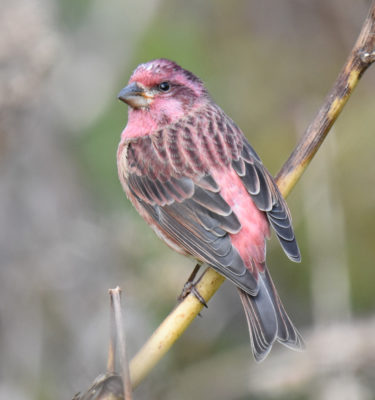 Photo of Purple Finch Male Left Side View on naturalcrooksdotcom