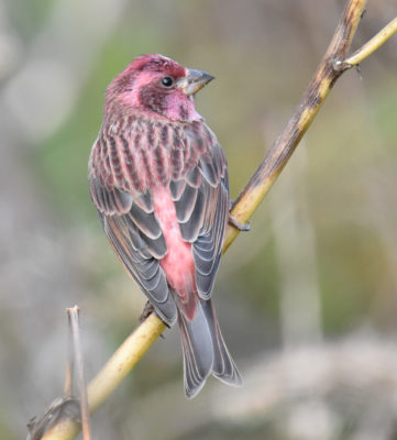 Photo of Purple Finch Male Right Side View on naturalcrooksdotcom