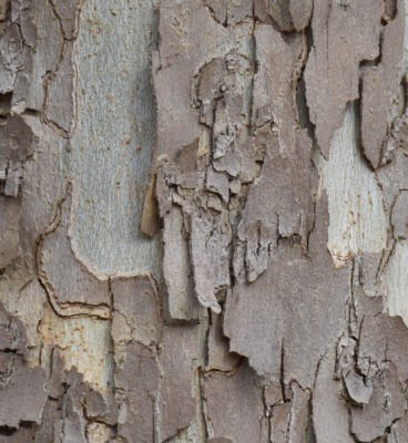 Photo of Sycamore or Plane Tree Bark on naturalcrooksdotcom