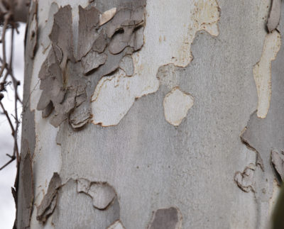 Photo of Sycamore or Plane Tree Bark Grapevines on naturalcrooksdotcom
