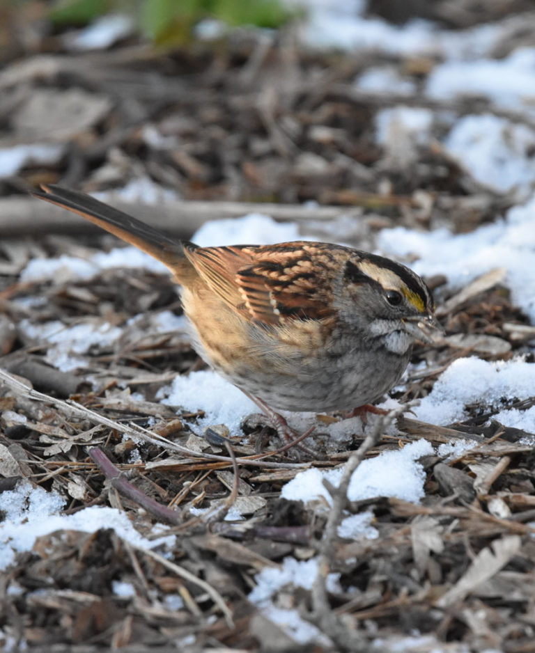 What Birds Can I Easily See in Winter In Mississauga? | Natural Crooks ...