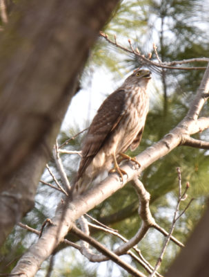 Photo of Coopers Hawk Calling About Owl on naturalcrooksdotcom