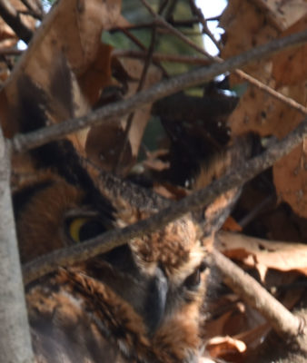 Photo of Great Horned Owl Hiding Closeup on naturalcrooksdotcom