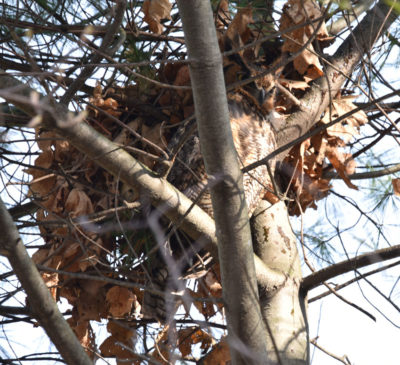 Photo of Great Horned Owl Hiding from Mobs on naturalcrooksdotcom