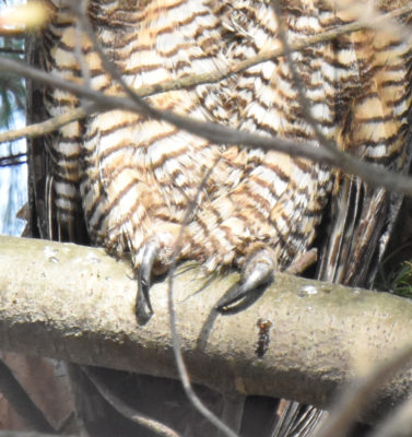 Photo of Great Horned Owl Talons on naturalcrooksdotcom