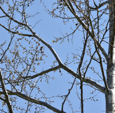 Photo of Sycamore Or Plane Tree Riverwood May 20 on NaturalCrooksDotCom