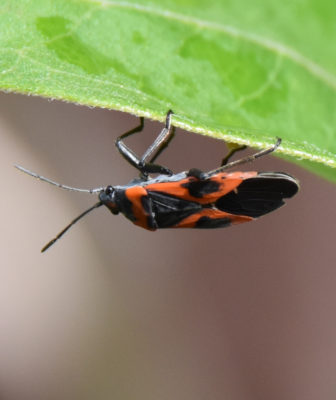 Photo of Small Milkweed Bug Kingston Upside on NaturalCrooksDotCom