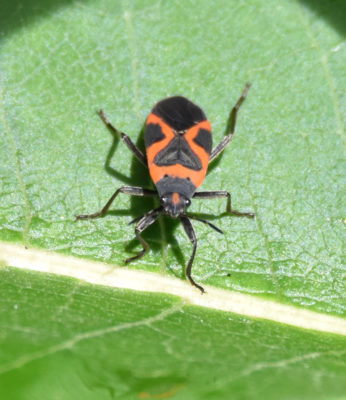 Photo of Small Milkweed Bug Kingston on NaturalCrooksDotCom