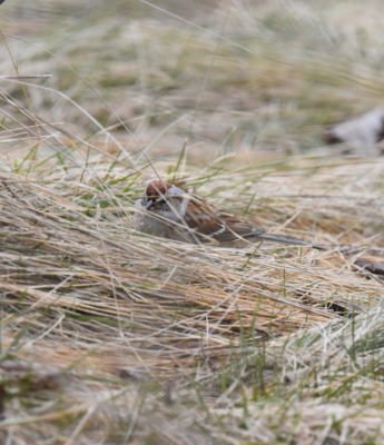Photo of American Tree Sparrow in Grass on NaturalCrooksDotCom