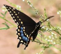 Photo of BlackSwallowtailSheridanMeadowsMississaugaONCanada2016July19 on NaturalCrooksDotCom