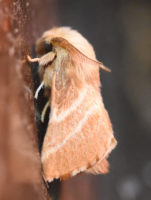 Photo of Eastern Tent Caterpillar Moth On NaturalCrooksDotCom