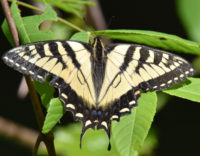 Eastern Tiger Swallowtail Riverwood Conservancy Mississauga ON Canada 2016June11 on NaturalCrooksDotCom