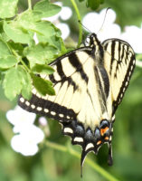 Eastern Tiger Swallowtail View 1 Riverwood Conservancy Mississauga ON Canada 2016June1 on NaturalCrooksDotCom
