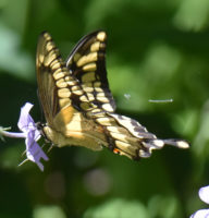 Photo of Giant Swallowtail on NaturalCrooksDotCom