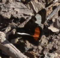 Photo of Grapevine Epimenis Moth on NaturalCrooksDotCom