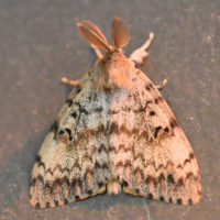 Photo of Gypsy Moth Male on NaturalCrooksDotCom