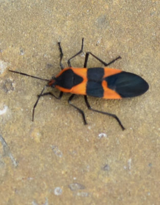 What Type of Red and Black Insects are Swarming All Over This Milkweed ...