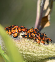 Photo of Large Milkweed Bugs on Pod on NaturalCrooksDotCom