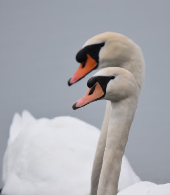 Photo of Mute Swan Pair Tango on NaturalCrooksDotCom
