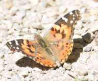 Photo of Painted Lady Top Riverwood Conservancy MississaugaONCanada 20170603 on NaturalCrooksDotCom