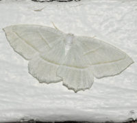 Photo of Pale Beauty Moth Riverwood on NaturalCrooksDotCom