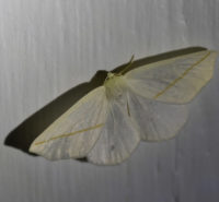 Photo of White Slant Line Moth Riverwood On NaturalCrooksDotCom