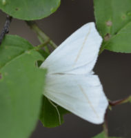 Photo of White Slant Line Moth on NaturalCrooksDotCom