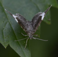 Photo of White Striped Black Moth June 17 On NaturalCrooksDotCom