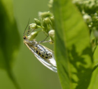 Photo of Delicate Cycnia Moth Underside on NaturalCrooksDotCom