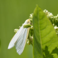 Photo of Delicate Cycnia Moth on Hemp Dogbane on NaturalCrooksDotCom