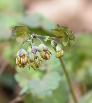 Photo of Early Meadow Rue Chandeliers April 13 on NaturalCrooksDotCom