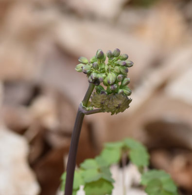 Photo of Early Meadow Rue Pink Buds April 13 on NaturalCrooksDotCom