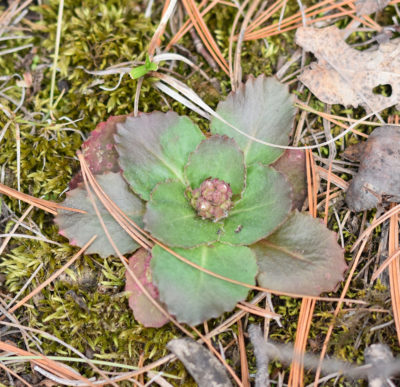 Photo of Early Saxifrage in Bud April 13 on NaturalCrooksDotCom